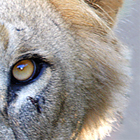 The Stare